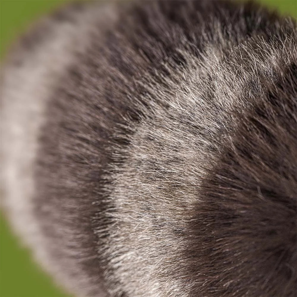 *NEW* Jellycat Trixiwoo Raccoon (LIMIT 1)